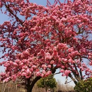 Meet your Posher, Cynthia